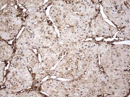 Monoclonal Mouse anti-Human GAPDH Antibody (clone OTI2F9, IHC, WB)