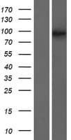 TAF4B Protein (Over-Expression Lysate Myc-DDK (Flag))