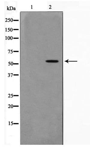 ZNF187 Antibody