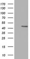 CBWD1 Antibody (clone OTI5H2)