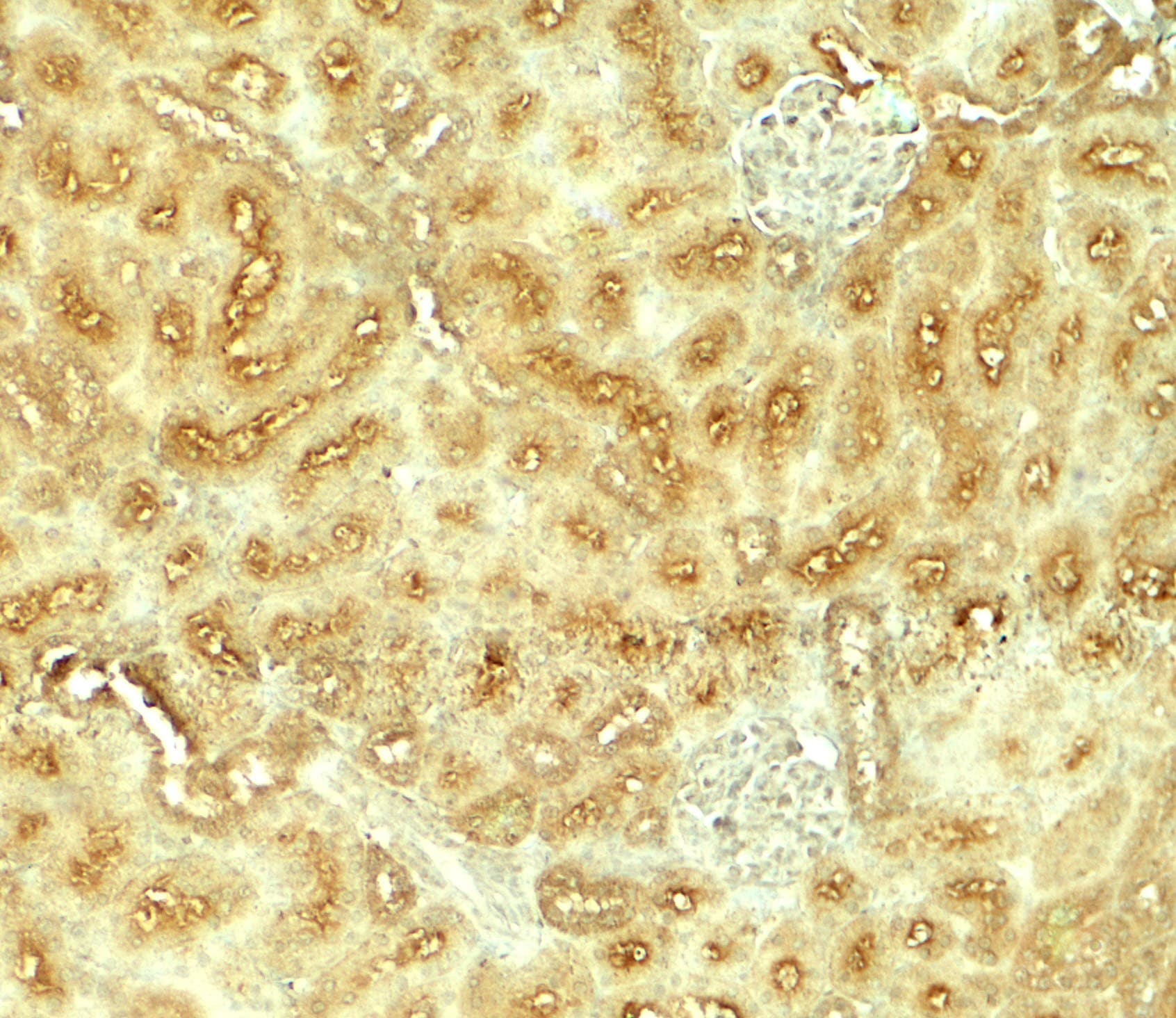 IHC-plus™ VEZT / Verzatin Antibody