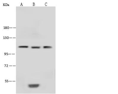 STAT5A Antibody (Preservative Free)