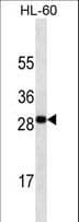 IHC-plus™ TNFSF4 / OX40L / CD252 Antibody (aa97-125, clone 362CT19.3.3)