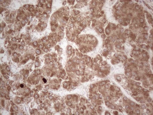 GLOD2 / MCEE Antibody (clone OTI11G7)