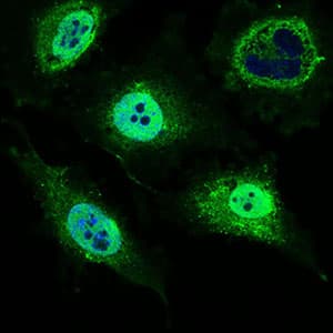 MRPL42 / MRPS32 Antibody (aa142-203, clone 3H6G11)