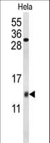COX5A Antibody (aa46-73)