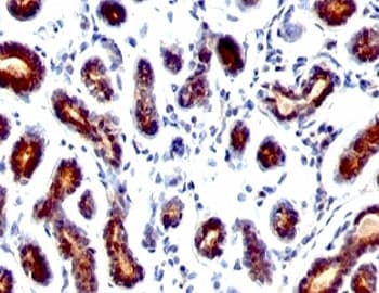 TFF1 / pS2 Antibody (C-Terminus, clone TFF1/1091)
