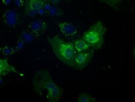 NIT2 Antibody (clone OTI3F3)