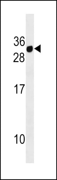 CD300E Antibody (aa48-76)