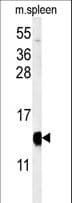 YPEL5 Antibody (aa92-121)