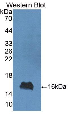 LALBA / Alpha Lactalbumin Antibody (aa20-142, Biotin)