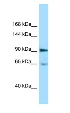 EPHA4 / EPH Receptor A4 Antibody (aa568-617)