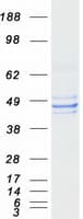 Human FDFT1 / Squalene Synthase Protein (Recombinant Myc-DDK (Flag))