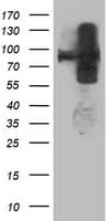 ANAPC2 / APC2 Antibody (clone OTI1B11, Carrier-free)
