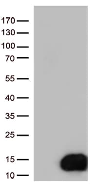 COX17 Antibody (aa2-63, clone OTI1C2)