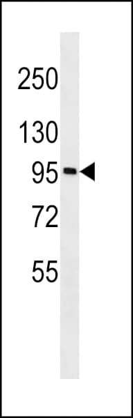 GOLGA6A Antibody (aa516-543)