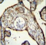 MNDA Antibody (aa26-53)