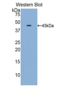 APOE / Apolipoprotein E Antibody (aa19-168)