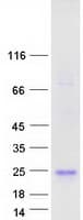 Human IFNA5 / Interferon Alpha 5 Protein (Recombinant Myc-DDK (Flag))