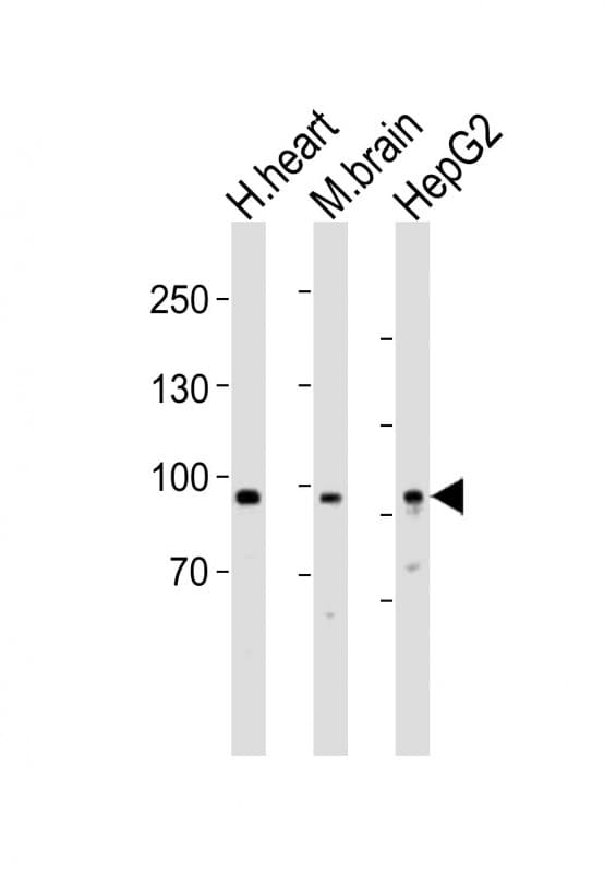 PROX1 Antibody (aa444-478)