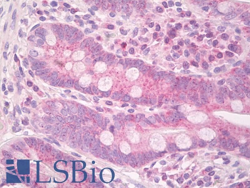 ISG15 Antibody (aa80-129)