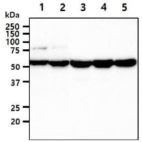 UGDH / UDPGDH Antibody (clone AT2G11)