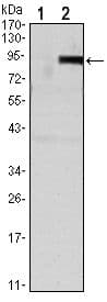 OPG / Osteoprotegerin Antibody (clone 5G2)