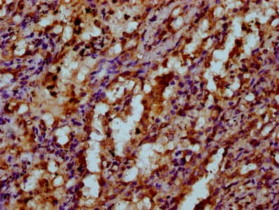 VKORC1 Antibody