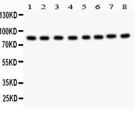 BRAF / B-Raf Antibody (aa38-230)