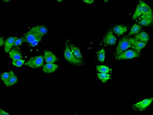 NOD2 / CARD15 Antibody