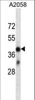 OR4D6 Antibody (aa285-312)