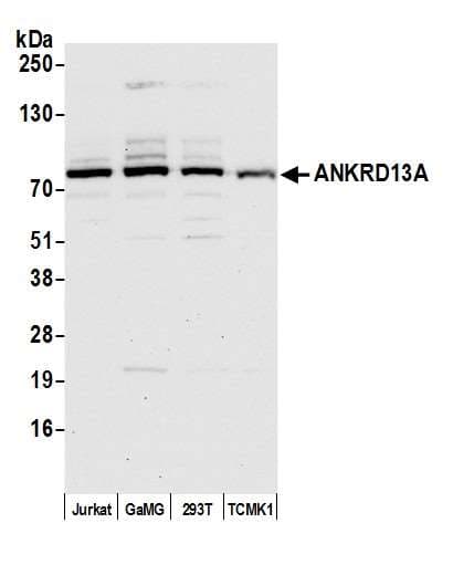 ANKRD13A Antibody (aa500-550)