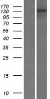 USP19 Protein (Over-Expression Lysate Myc-DDK (Flag))