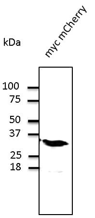 Polyclonal Goat anti-Discosoma mCherry Antibody (IHC, IF, WB)