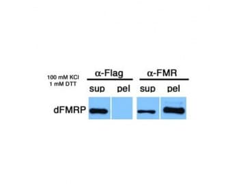 FMR1 / FMRP Antibody (N-Terminus, clone 6A15)