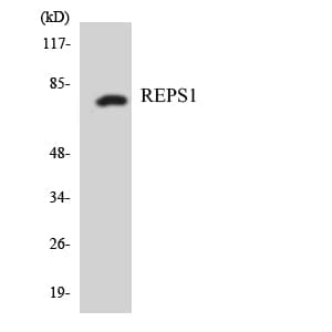 IHC-plus™ REPS1 Antibody (aa579-628)
