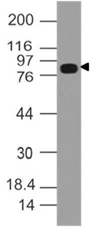 Polyclonal Rabbit anti-Human DVL3 / Dishevelled 3 Antibody (WB)