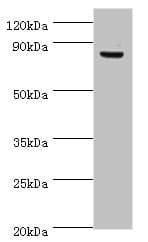 ATRIP Antibody (aa1-260)