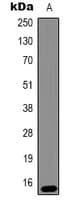 Monoclonal Mouse anti-Human HIST1H3H Antibody (IHC, WB)