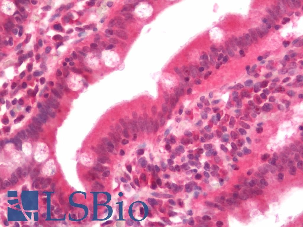 IHC-plus™ 4E-BP2 / EIF4EBP2 Antibody