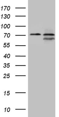 NPAS1 Antibody (aa319-522, clone OTI3H3)