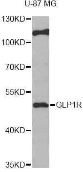 GLP1R / GLP-1 Receptor Antibody