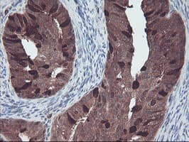 RABL2A Antibody (clone OTI4A3)