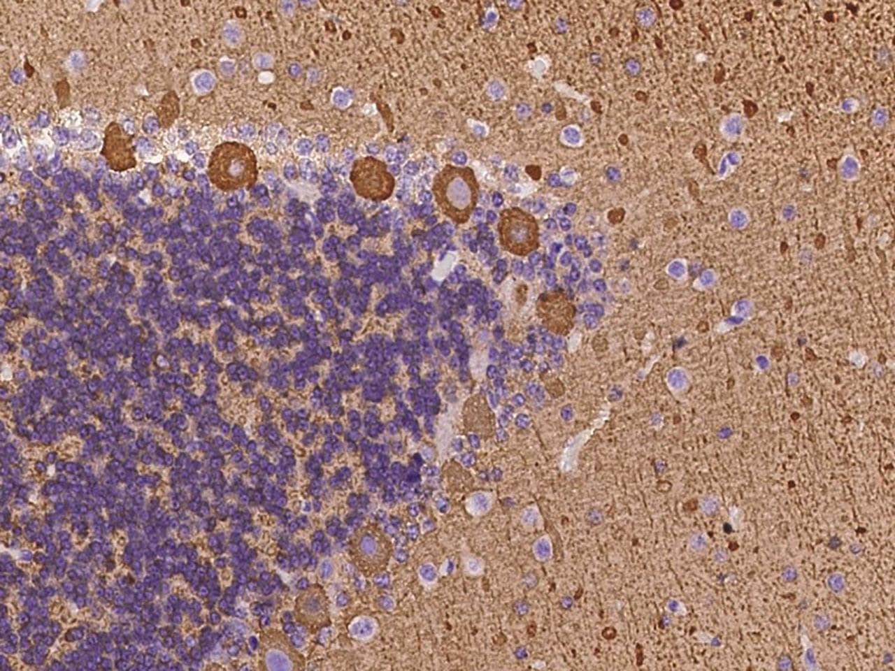 RTN1 / Reticulon 1 Antibody