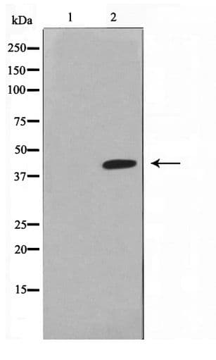 LASS4 Antibody