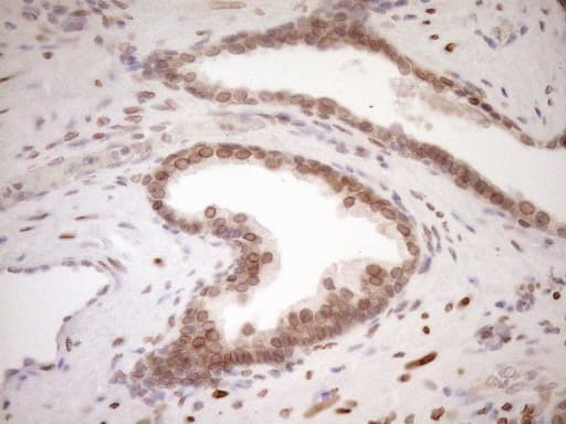 Monoclonal Mouse anti-Human MED15 / ARC105 Antibody (clone OTI1C11, Carrier-free, aa393-679, IHC, WB)