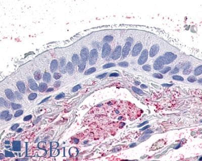 PathPlus™ GPR4 Antibody (Cytoplasmic Domain)