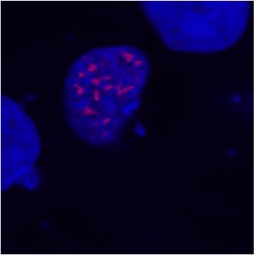 Monoclonal Mouse DDDDK Tag Antibody (clone F-tag-01, WB)