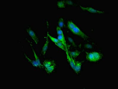 IHC-plus™ Complement C3 Antibody