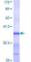 Human TMPRSS13 / MSP Protein (Recombinant GST, N-terminus)